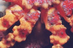 Puget Sound King Crab - these are the legs of a juvenile.... by Paul Sim 